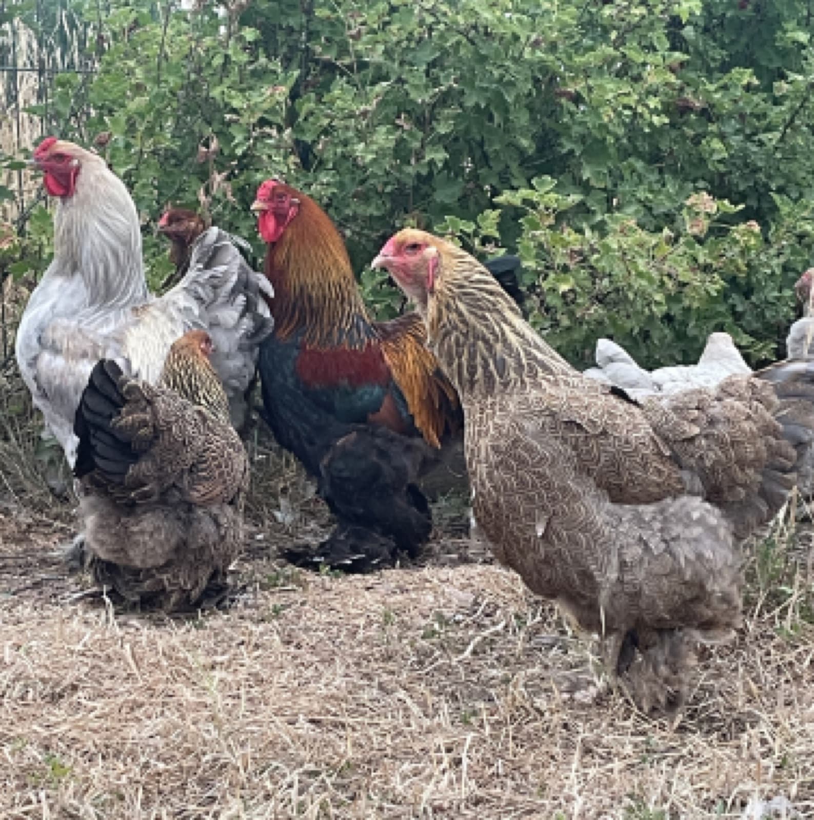 Brahma