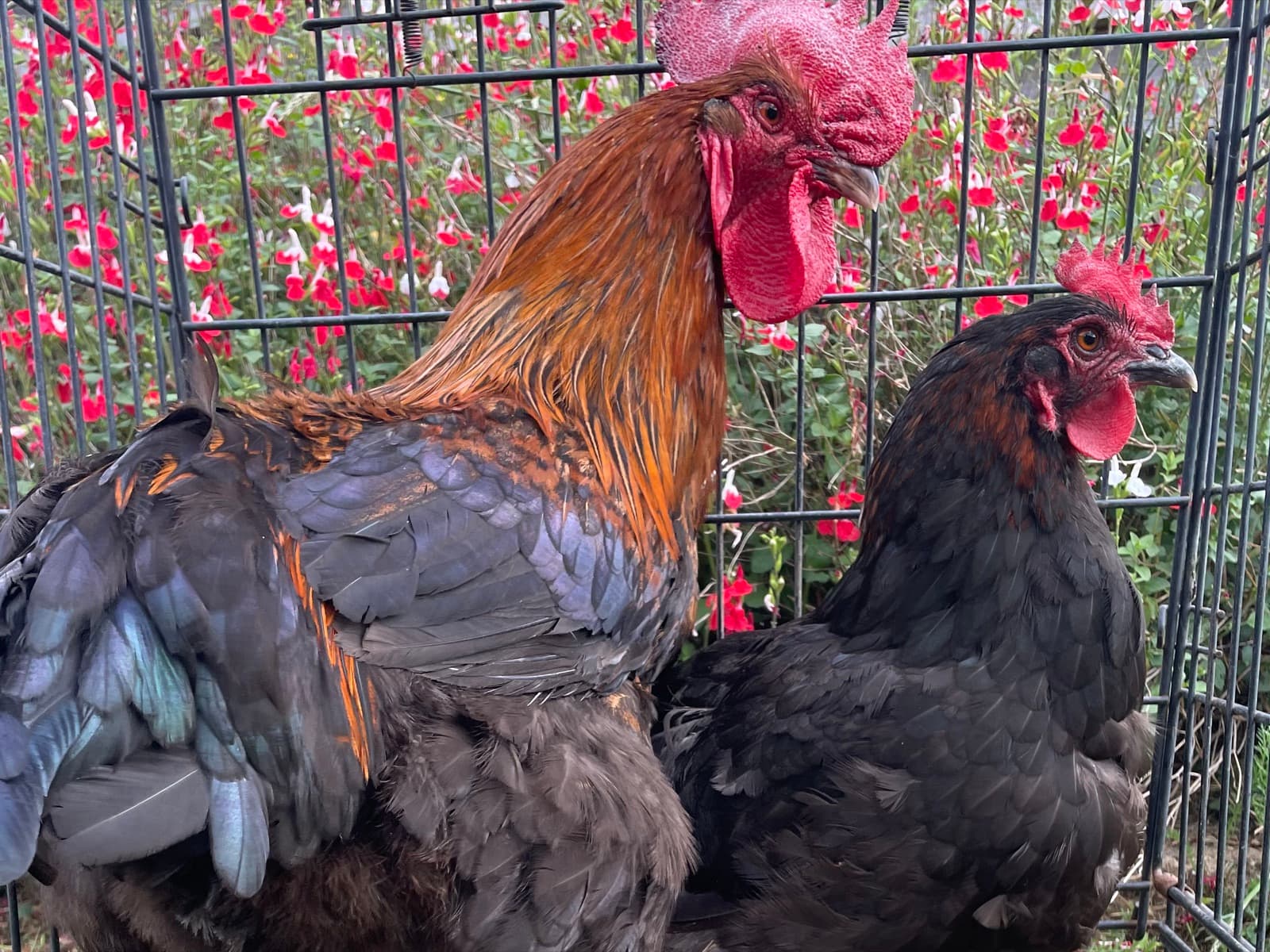 Marans
