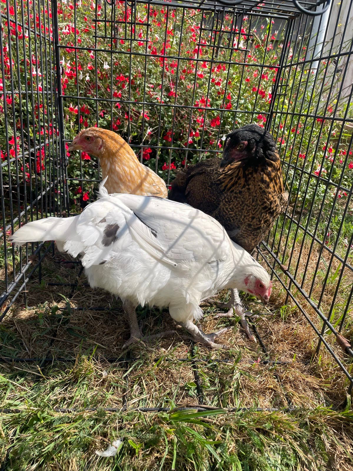 Croisement pondeuse × Marans